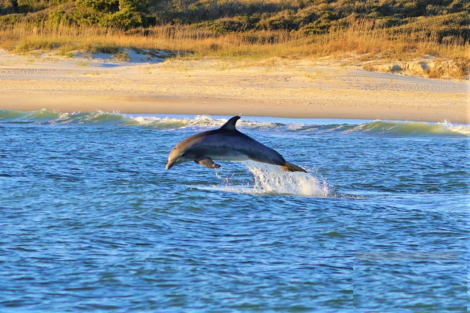 Bottlenose Dolphin