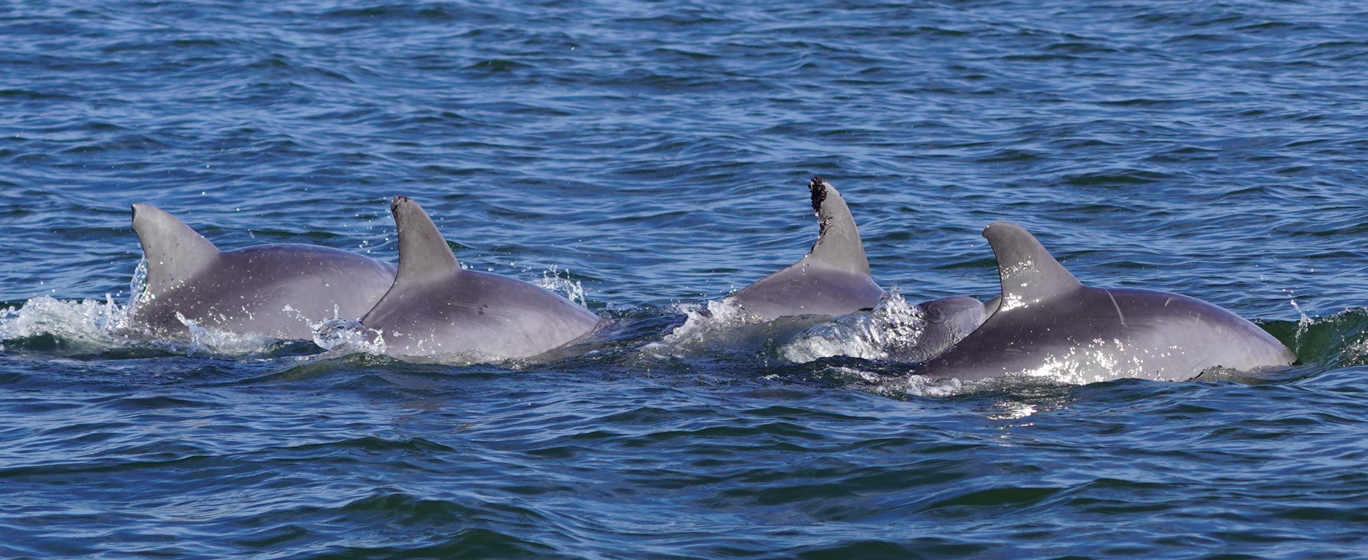 Bottlenose dolphins surfacing off the Cape Fear coast